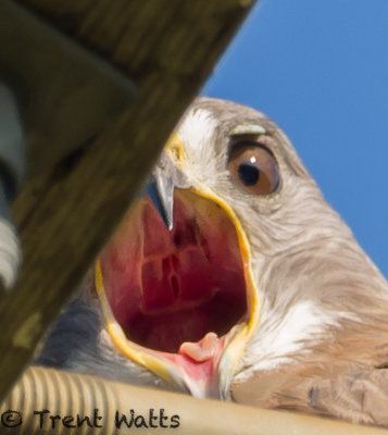 Swainson's Hawk screeming from a power pole.