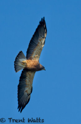 Swainson's Hawk taking off when a crow dive bombs it.