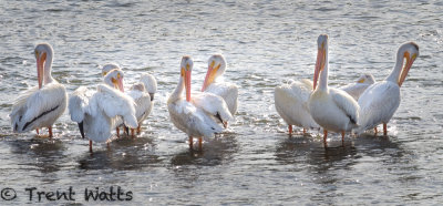 American White Pelicans sunning on river sandbar.
