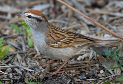 Chipping Sparrow.
