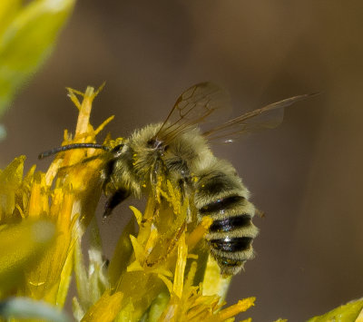 Bee pollinating rabbitbrush.