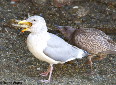 This gull was being bothered by a young one and other adult gulls to drop the starfish.