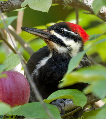 Pileated Woodpecker eating in an apple tree.