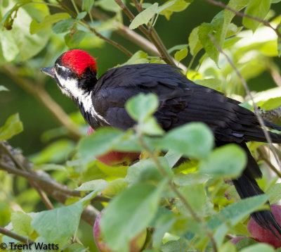 Pileated Woodpecker eating in an apple tree.