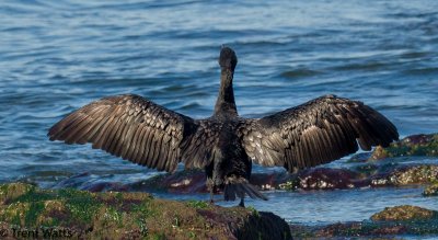 Double-crested Cormorant drying in the sun.