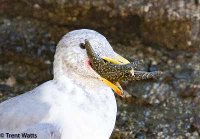 Gull trying to eat a starfish.