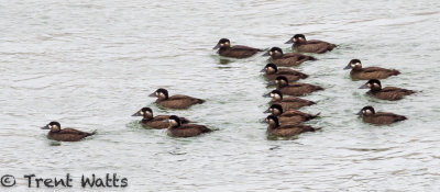 Surf Scoters. A flock of immature and female birds passing through Saskatoon.