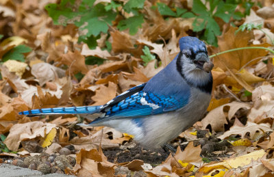 Blue Jay eating an acorn from the Burr Oak in my back yard.