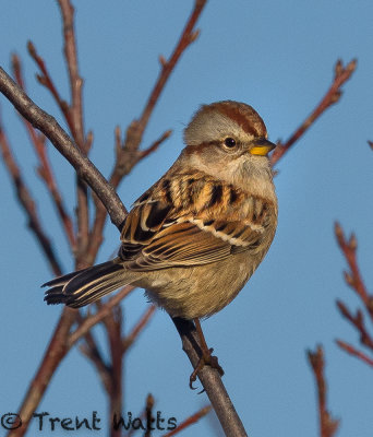 American Tree Sparrow.