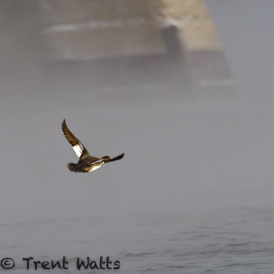 Common Goldeneye duck flying in the river fog. You can see the train bridge pillar in the background.