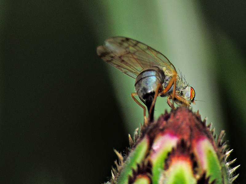 Drosophilidae  DSCN4402x23072016pb