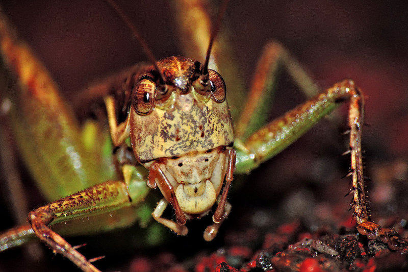 Orthoptera kobilica  DSCN4522x30072016pb