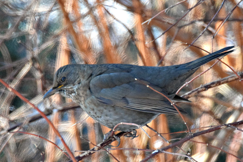 Turdus merula  kos  DSC_2417x22012017pb