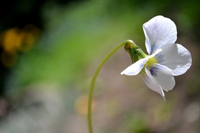 Viola alba bela vijolica DSC_0035xpb