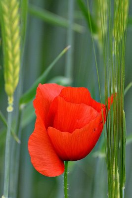 Papaver rhoeas poljski mak  dsc_1054xpb