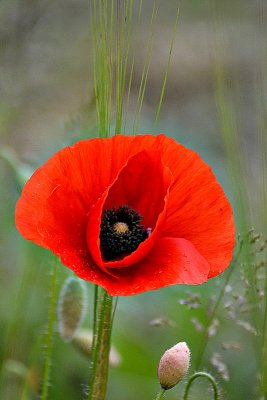 Papaver rhoeas poljski mak DSC_1038xNpb