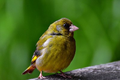 Carduelis chloris  zelenec dsc_0615xTpb