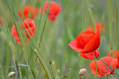 Papaver rhoeas  poljski mak DSC_0927xNpb