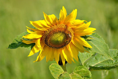 The sunflower dsc_0503xpb