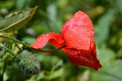 Papaver rhoeas  poljski mak dsc_0209ypb