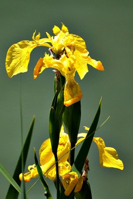 Iris pseudacorus  Yellow flag Iris vodna perunika  DSC_0187vpb
