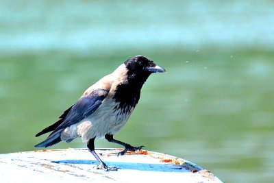 Hooded crow  siva  vrana dsc_0169pb