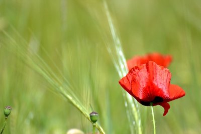 Papaver rhoeas poljski mak  DSC_0155xpb