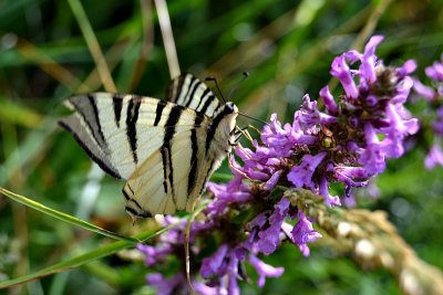 Iphiclides podalirius  jadralec dsc_0087ypb