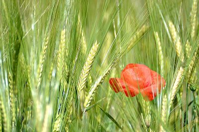 Papaver rhoeas poljski mak  DSC_0163vpb