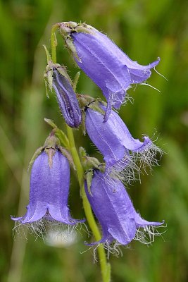 Campanula barbata brkata zvončnica dsc_0022Nzpb