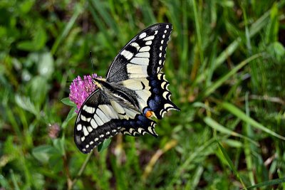 Swallowtail Papilio machaon lastovičar dsc_0221ypb