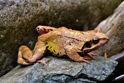 Rana temporaria Linnaeus  sekulja  DSC_0028xpb