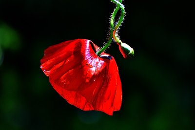 Papaver rhoeas poljski mak  dsc_0693xipb