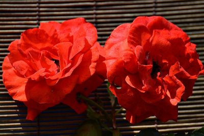 Red roses DSC_0014xpb