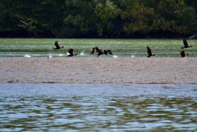 Cormorants at the river dsc_0093xpb