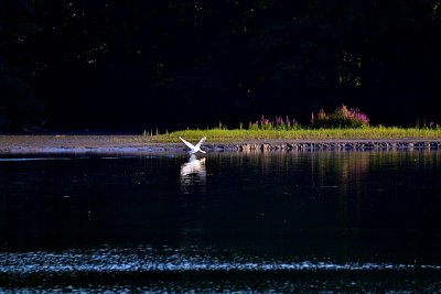 Lonely bird dsc_0105xNpb