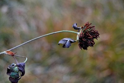 Trifolium pratense črna detelja  dsc_0333(2)pb