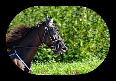 Horse dsc_0459xpb
