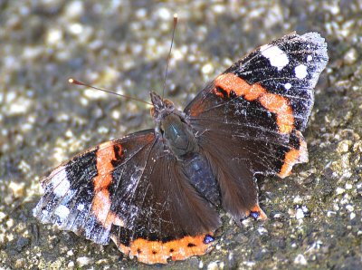 Vanessa atalanta Old admiral DSC_0179xpb