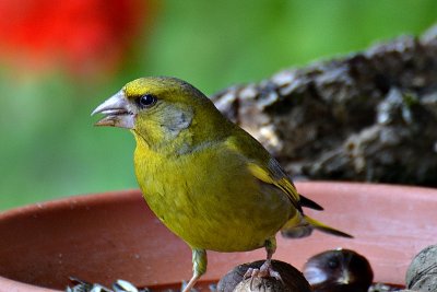 Carduelis chloris  zelenec  DSC_0450xpb