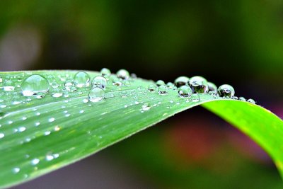 Drops dsc_0108xTpb