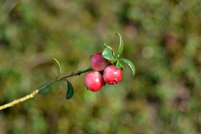 Vaccinium vitis-idaea brusnice dsc_0230ypb