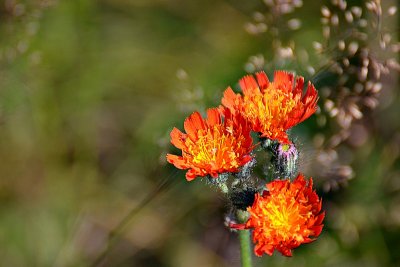 Hieracium aurantiacum oranna krolica DSC_0002_1mpb