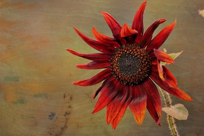 Red sunflower  DSC_0403Ypb