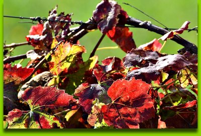 Vine stok in autumn trta jeseni  SC_0286ypb