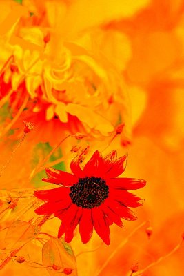 Red sunflower DSC_0348zpb