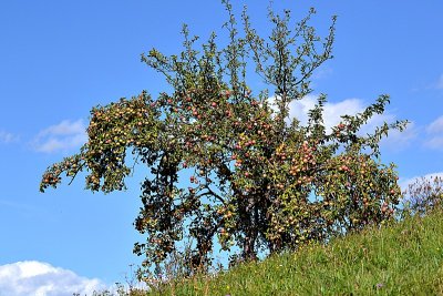 The apple tree  DSC_0469xxxpb