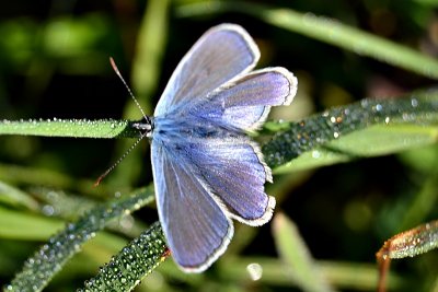 Polyommatus icarus modrin dsc_1687ypb