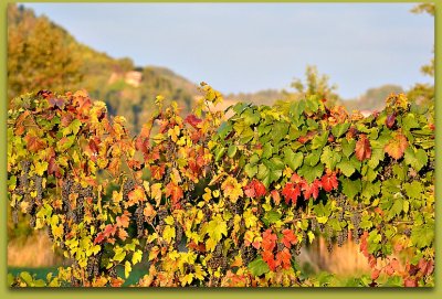 Vine stok in autumn trta jeseni    DSC_0021zpb