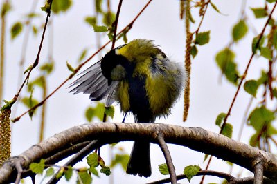  Parus major velika sinica dsc_0150Npb